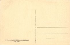 CPA Dans les Landes de Gascogne Les Pins
