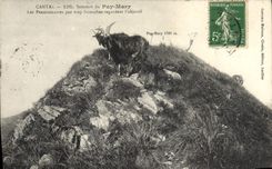 VINTAGE POSTCARD Cantal Summit of Puy Mary the boarders not too savage look at the Chevre objective