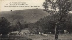 VINTAGE POSTCARD Surroundings of Saint Maurice Muzzle of Servance Seen from of Beurey Cows