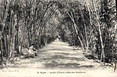 CPA Alger Jardin d'Essai Allee des bambous