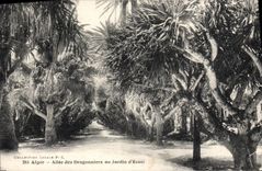 VENDIMIA Argel ida POSTAL de Dragonniers al jardín de la prueba