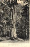 VINTAGE POSTCARD Drill De Fontainebleau Pharamond Tree
