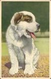 CPA Chien