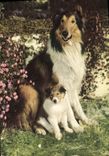 VINTAGE POSTCARD Dogs