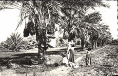 VINTAGE POSTCARD Gathering Of Dates