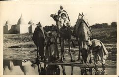 VINTAGE POSTCARD the Halt Close to the Marabout Camels