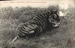 VINTAGE POSTCARD Tonkin Surprised Tiger with the mounting around Hung Hoa Indo-China