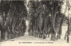 VINTAGE POSTCARD Perpignan the Walk Of the Plane trees
