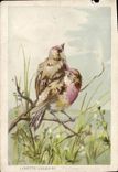 VINTAGE POSTCARD vulgar Linnet