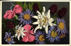 CPA Fleurs Etoile des glaciers Edelweiss
