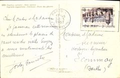 VINTAGE POSTCARD Flowers Etoile of the glaciers Edelweiss