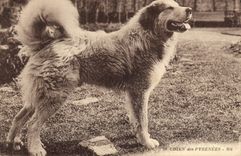 CPA Chien des Pyrenees