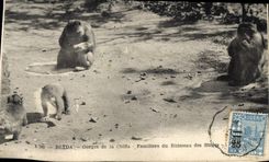 CPA Blida Gorges de la Chiffa Familiers du ruisseau des singes