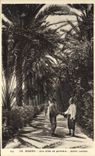 CPA Biskra Une Allee De Palmiers Jardin Landon