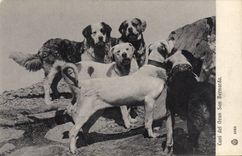 VINTAGE POSTCARD Cani del Gran San Bernardo Dogs