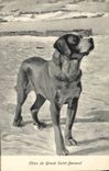 CPA Chien du Grand Saint Bernard