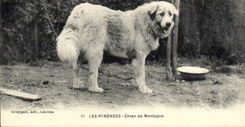 CPA Les Pyrenees Chien de montagne