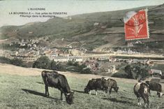 CPA La Bourboule Vue Prise de Fenestre Paturage dans la montagne Vaches 