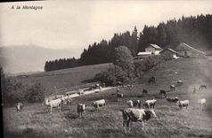 CPA A La Montagne Vaches