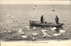 CPA Les cygnes du Lac Leman 