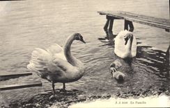 CPA En famille Cygnes