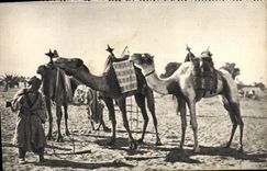 CPA Au Sahara Chameau Militaria
