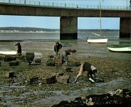 CPA Le viaduc d'Oleron Ostreiculture Peche