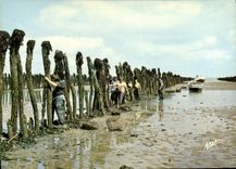CPA Les boucholeurs a Boyardville Ile d'Oleron Ostreiculture