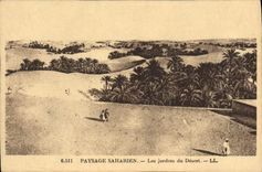 CPA Paysage Saharien Les Jardins du Desert