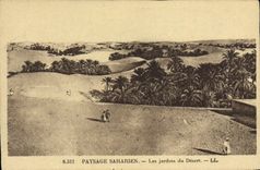 CPA Paysage Saharien Les Jardins du Desert