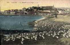 CPA Cannes Les Mouettes Sur la Plage
