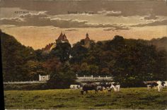CPA Kettwig Schloss Landsberg Vaches 