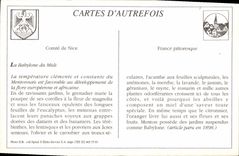 REPRO Menton Une Mentonnaise Folklore 