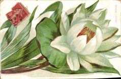 VINTAGE POSTCARD Fantasy Flower Water lily Coldness