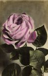 CPA Fantaisie Fleur Rose
