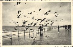 CPM Ostende Les Mouettes Sur La Digue Par Tempete