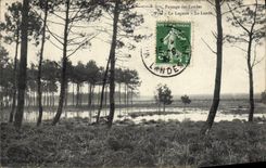 VINTAGE POSTCARD Pines the Lagoon