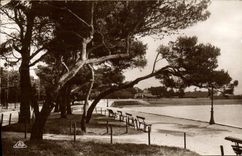 VINTAGE POSTCARD La Rochelle the Beach through the Pines