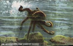 VINTAGE POSTCARD Octopus Devil Fisa Hawaiian Islands Octopus