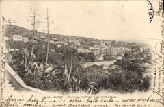 CPA Alger Mustapha Superieur a Travers les Aloes