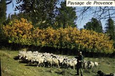 VINTAGE POSTCARD Dimension Of Azure Landscape Of Provence Sheep