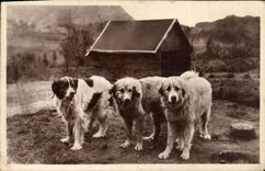 VINTAGE POSTCARD Dogs Of the Pyrenees