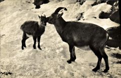 MODERN CARD Steinwild Bouquentin