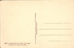 VINTAGE POSTCARD Gorges of the Tarn Vines