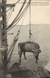 CPA Bateau Marine militaire On hisse un boeuf a bord