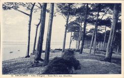 CPA Arcachon Cote d'Argent Sous bois aux Abatilles