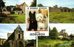 CPM A Double Scotch Jedburgh Chien Chiens 