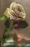 VINTAGE POSTCARD Fantasy Rose Flowers