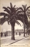 CPA Cannes Le Mont Chevalier a travers les palmiers 