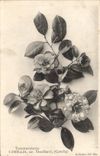 VINTAGE POSTCARD Fantasy Flowers Terstroemiacees the CAMELIA